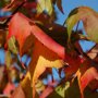 Liquidambar styraciflua ‘Stared’ blad